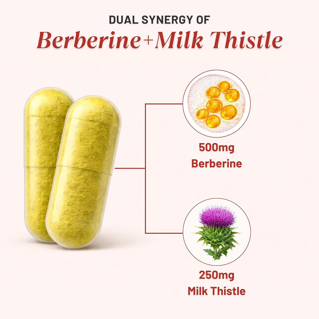 Nutrabud Berberine 500mg with Milk Thistle Supplement - Berberis Aristata Berberine HCL 97% - 60 Veg Capsules