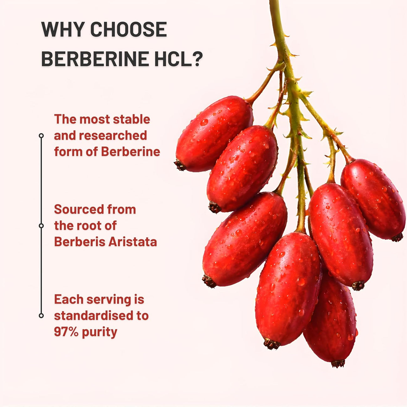 Nutrabud Berberine 500mg with Milk Thistle Supplement - Berberis Aristata Berberine HCL 97% - 60 Veg Capsules