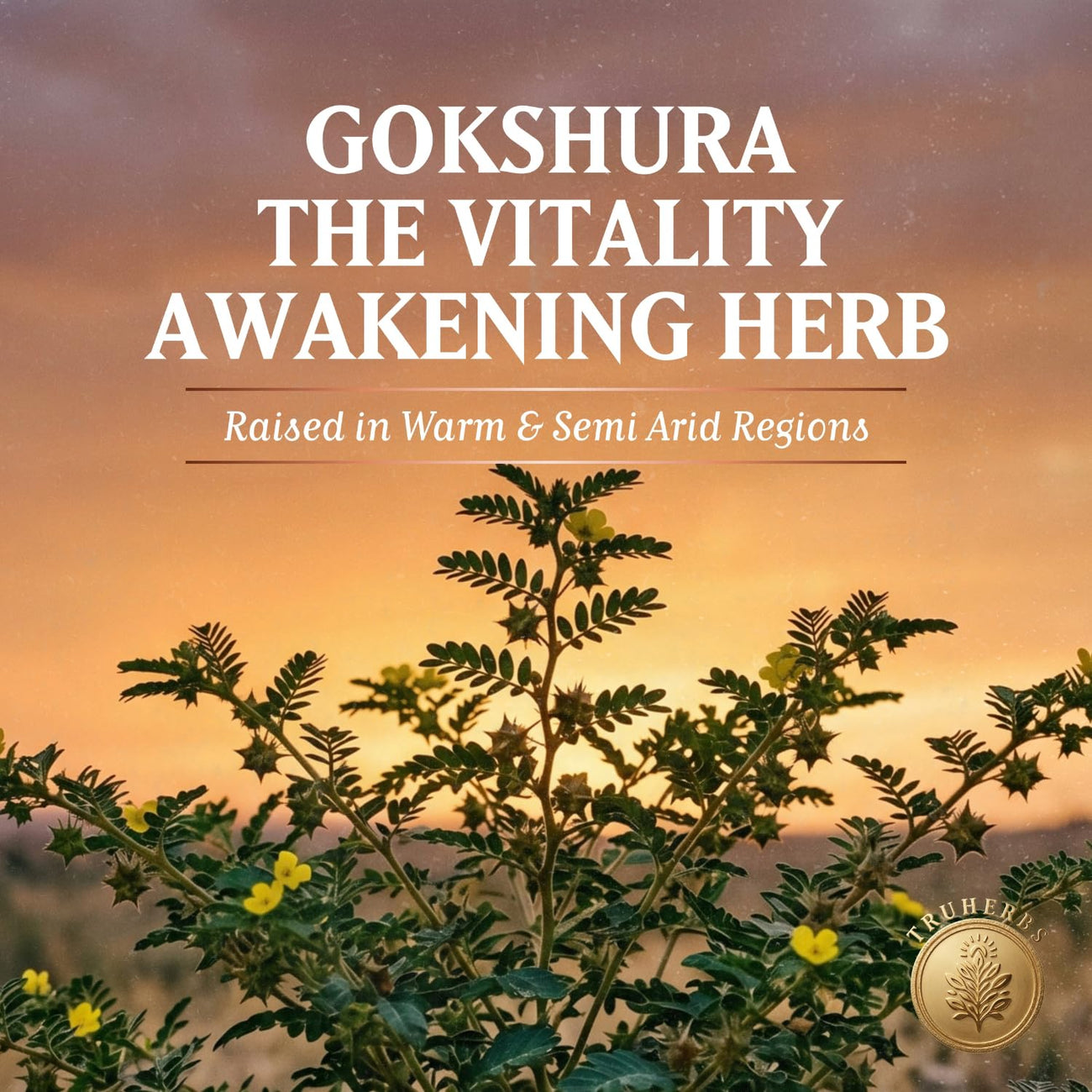 TruSoul Gokshura Capsules